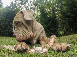 Neapolitan Mastiff with a large bone