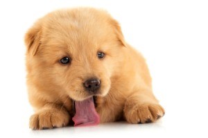 Golden Chow Mix puppy licking the floor