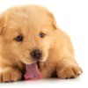 Golden Chow Mix puppy licking the floor