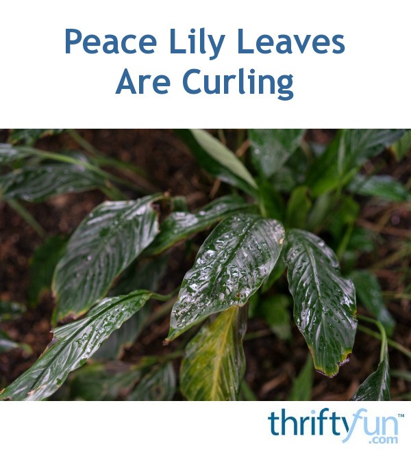 Peace Lily Leaves Are Curling? ThriftyFun