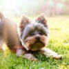 Yorkshire Terrier puppy playing grass