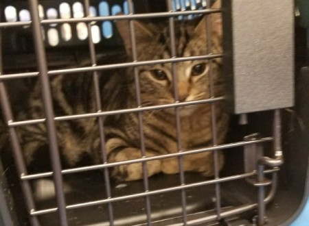 Caring for a Rescue Kitten - tabby kitten in a carrier