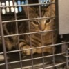 Caring for a Rescue Kitten - tabby kitten in a carrier