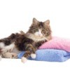 A cat lounging on colorful towels.