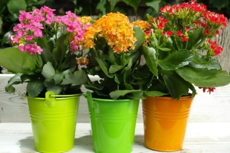 Three different colored kalanchoe plants in colorful planters.