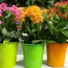 Three different colored kalanchoe plants in colorful planters.