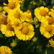 Golden yellow blooms on a helenium plant in a garden.