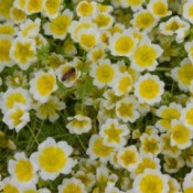 A garden bed full of yellow and white meadowfoam blooms.