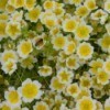 A garden bed full of yellow and white meadowfoam blooms.