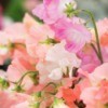 Pink and peach colored sweet pea blossoms.