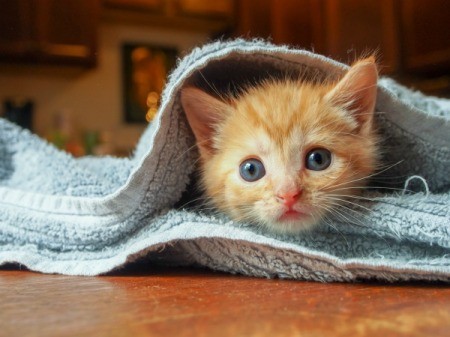 A kitten wrapped up in a blanket.