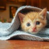 A kitten wrapped up in a blanket.