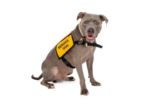 A service dog in a yellow vest.