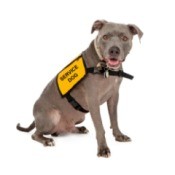 A service dog in a yellow vest.