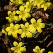 Yellow winter aconite blossoms.