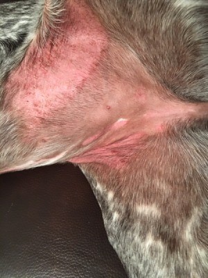 An itchy red spot on a dog's belly.