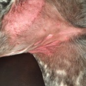 An itchy red spot on a dog's belly.