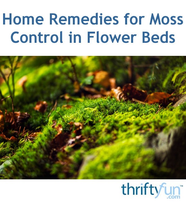 Home Remedies for Moss Control in Flower Beds? ThriftyFun