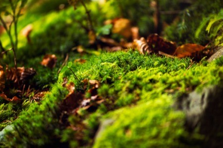 Close-up of moss and leaves in garden bed