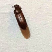 Identifying Brown Flying Insects