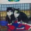 Rex and Sox (Tuxedo Cats)