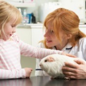 Veterinarian holding guinea pig with little girl petting it