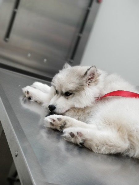 Prognosis for Puppy with Parvo - white puppy