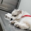 Prognosis for Puppy with Parvo - white puppy