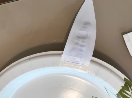 Paper Plate Bunny Mask - glueing ears to plate