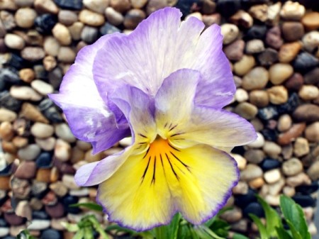 The Pansy Flower - closeup of a purple, white, and yellow pansy flower