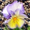 The Pansy Flower - closeup of a purple, white, and yellow pansy flower
