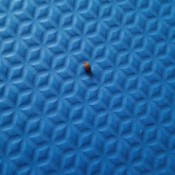 Identifying Bugs in Formal Living Room -
