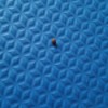 Identifying Bugs in Formal Living Room -