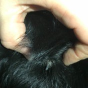 Lump on Dog's Neck Oozing a Hard Substance