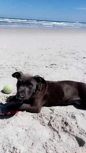Is My Pit Bull Full Blooded? black dog on the beach