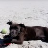 Is My Pit Bull Full Blooded? black dog on the beach