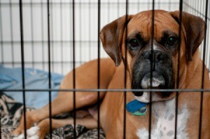 Boxer dog in a crate.