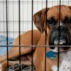 Boxer dog in a crate.