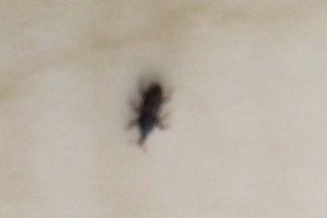 Identifying Kitchen Bugs - black bug