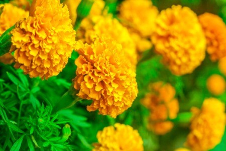 many Marigold flowers