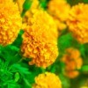 many Marigold flowers