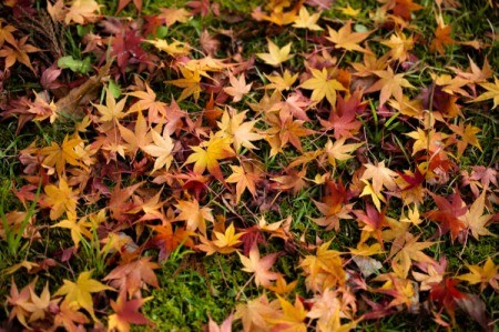 Maple leaves on the grass under tree
