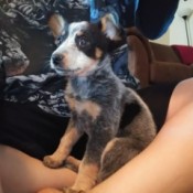 Recovery Time for a Puppy with Parvo - tri color puppy