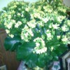 Identifying a Houseplant - plant with shiny green leaves and many small white flowers