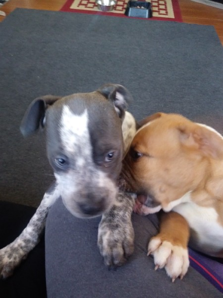 Puppy Pees When Sitting and Laying Down - two puppies