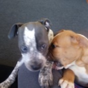 Puppy Pees When Sitting and Laying Down - two puppies