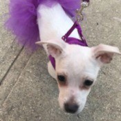 What Breed Is My Dog?