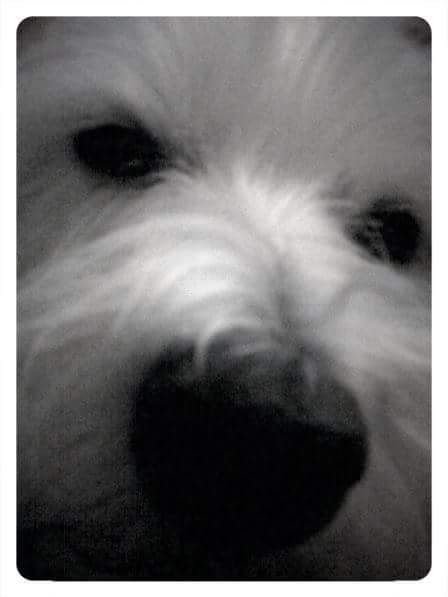 Lena (West Highland Terrier) - closeup of nose and eyes