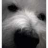Lena (West Highland Terrier) - closeup of nose and eyes