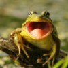 Frog on a stump with a big wide open mouth.